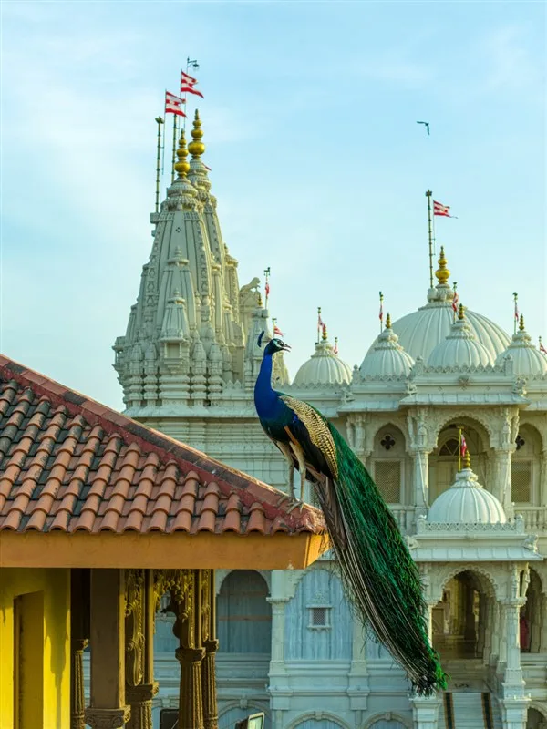A peacock before the mandir spires