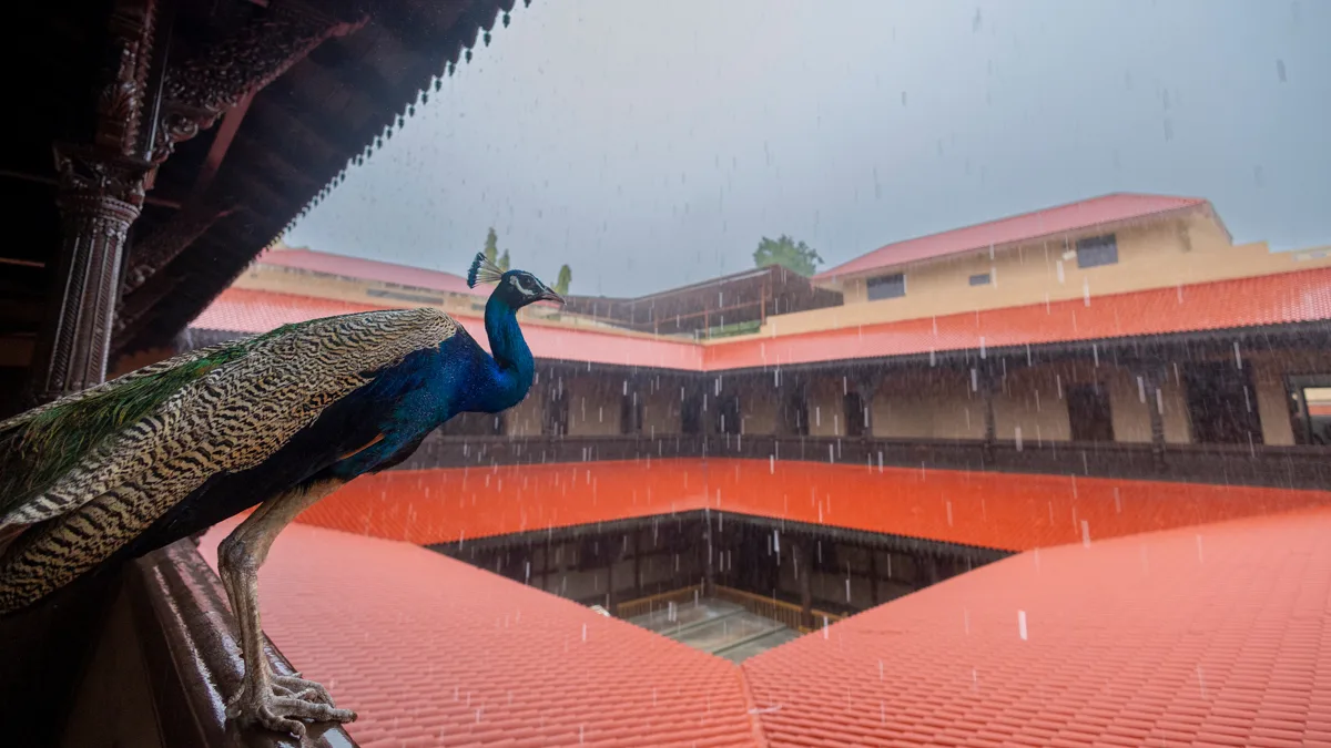 A peacock in the monsoon rain